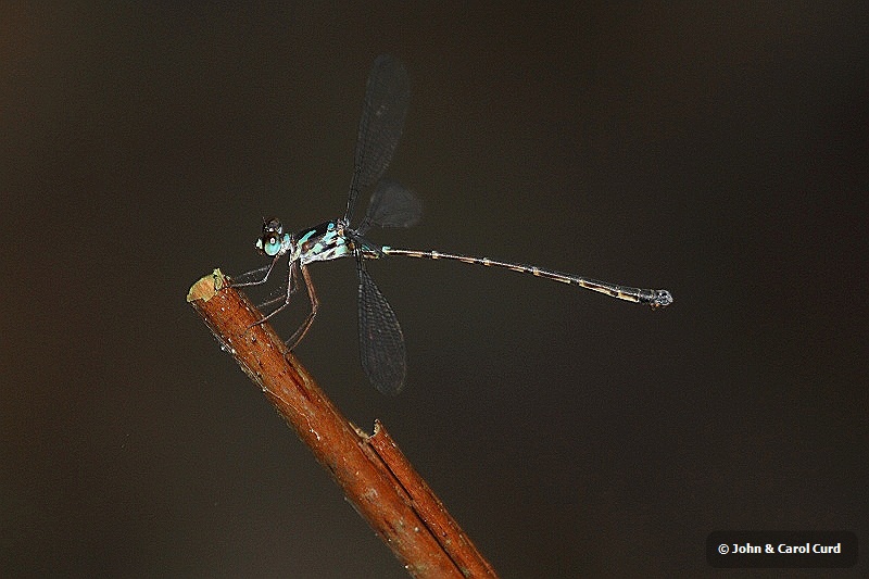 J01_2110 Blue-spotted Flatwing.JPG